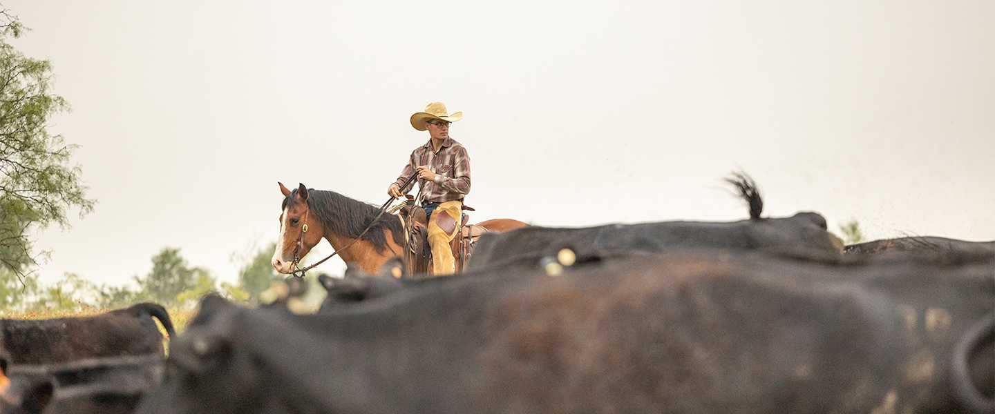 Man on horseback among cattle 